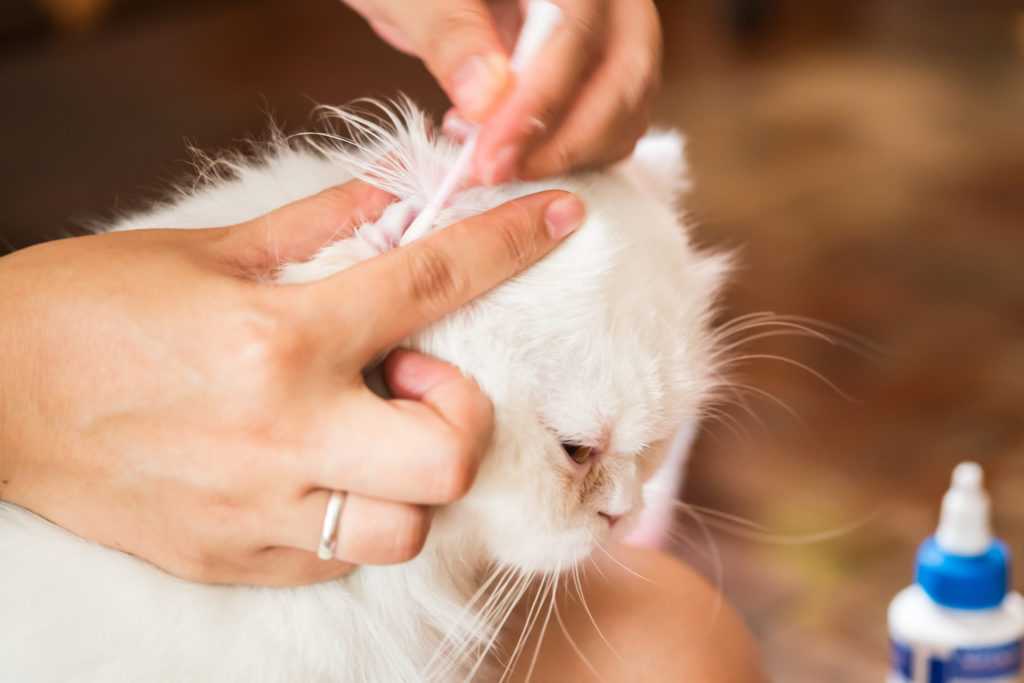 Как очистить кошачьи глаза: все, что вам нужно знать