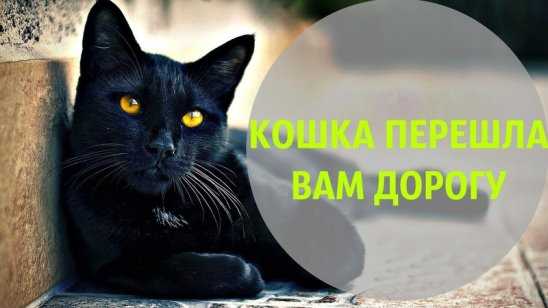 К чему приходит черная кошка в дом. кошка пришла в дом – что скажет примета