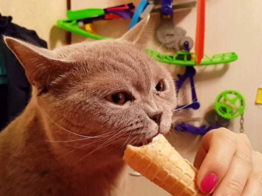 Лакомства для кошек угощение не во вред - oozoo.ru