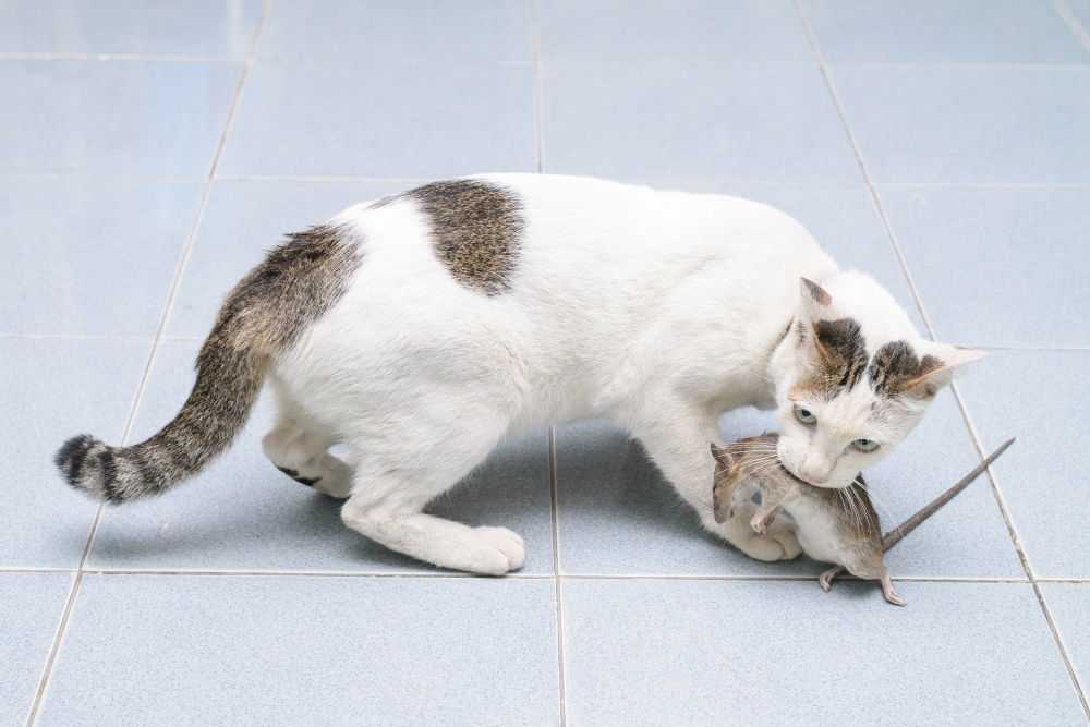 Кошка принесла крысу примета