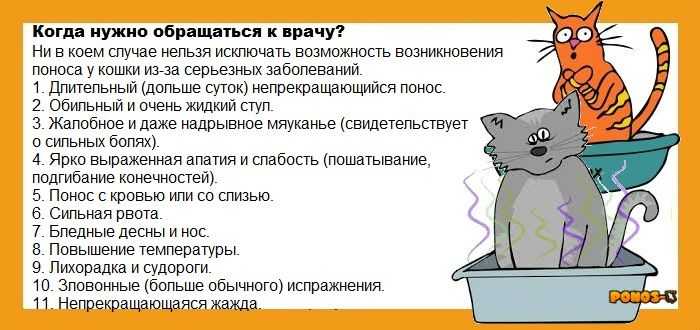 Смекта для кошек при поносе и рвоте: инструкция по применению, дозировка, отзывы