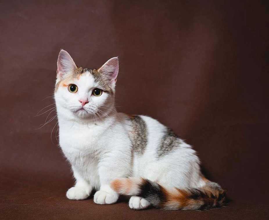 Манчкин коротколапая кошка: фото, описание породы, характер, отзывы, уход, видео и цена