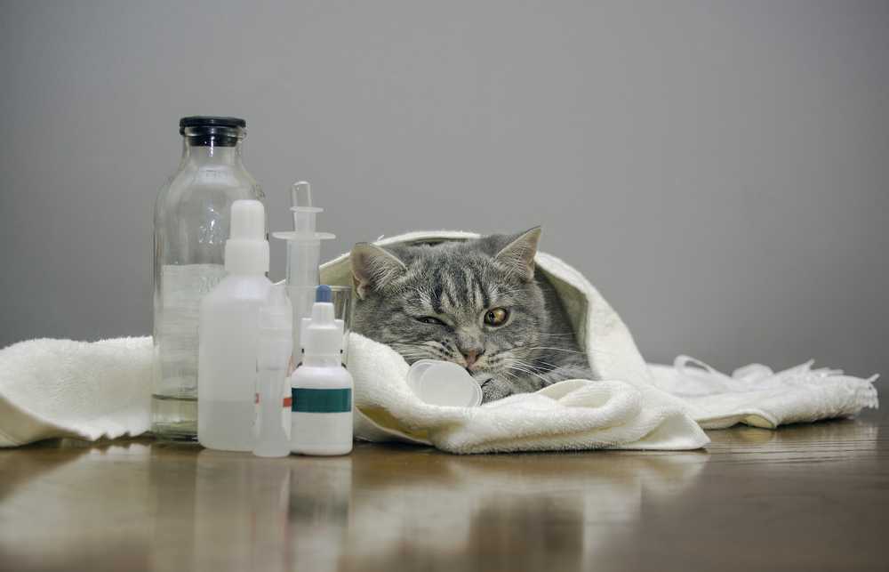 Кот чихает: что делать в домашних условиях, чем лечить, опасные симптомы, профилактика