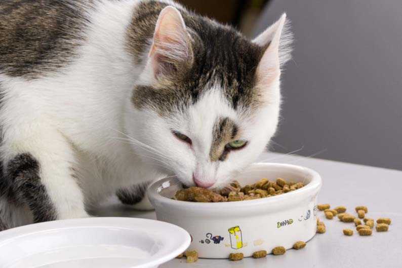Как приучить кошку кушать все