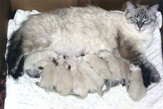 Сколько длится беременность у кошек, шотландской, вислоухой | zoosecrets