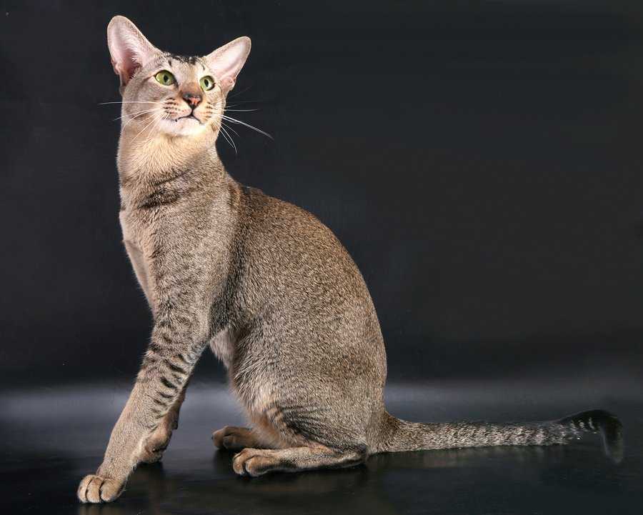 Бразильская короткошерстная кошка – редкая, аборигенная порода