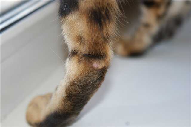 Тромбоэмболия у кошек: причины и прогноз по заболеванию
