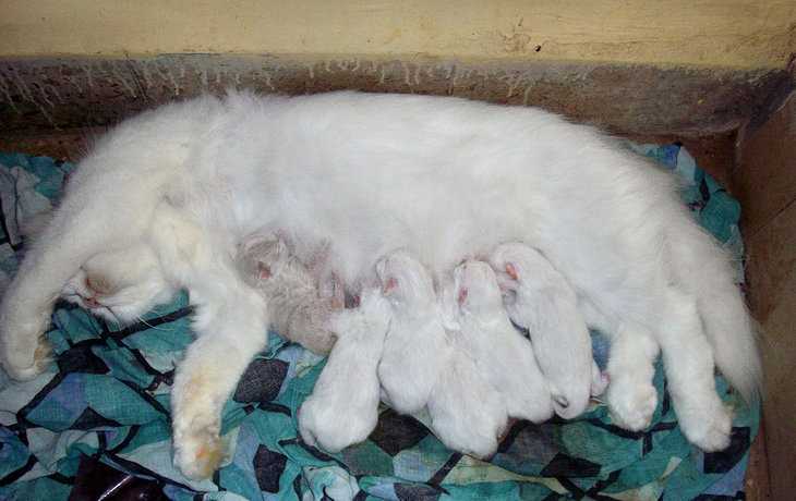 Сколько ходят беременные кошки – сроки вынашивания потомства у разных пород