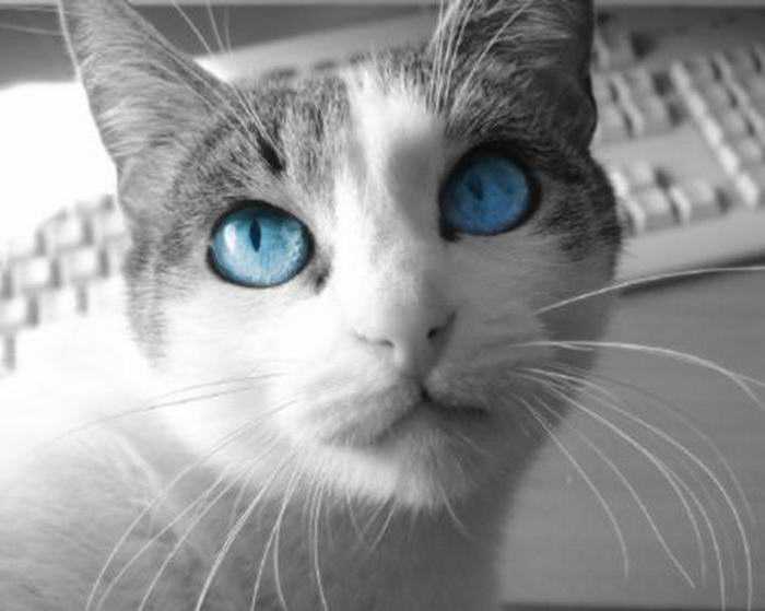 Смотреть кошке в глаза: почему нельзя и чем грозит