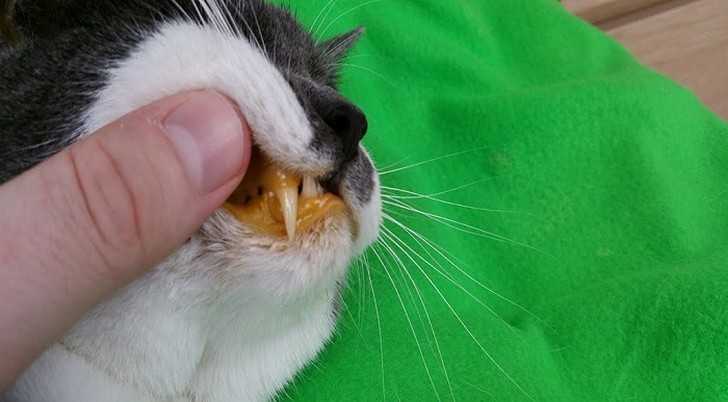 Лечение болезней печени у кошек