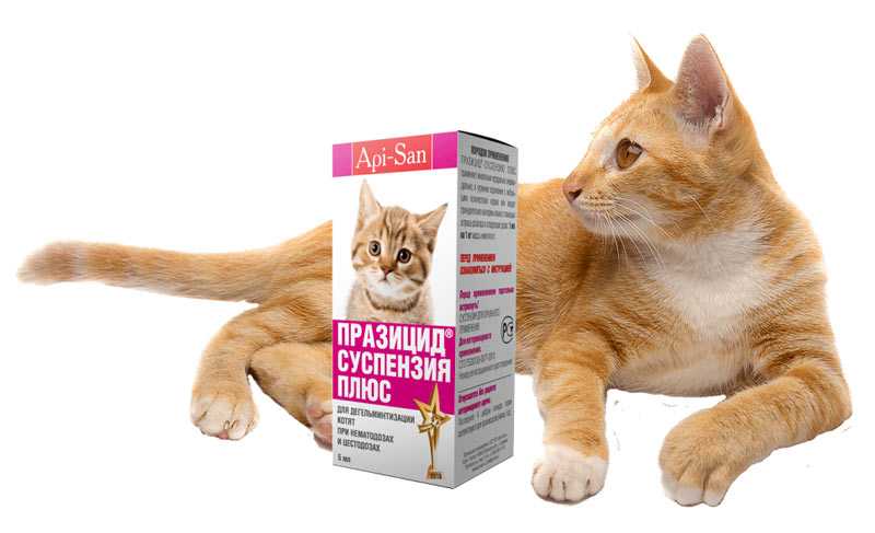 Препараты Празицид для кошек, котов и котят: формы выпуска, инструкция и показания к применению, отзывы ветеринаров, цена