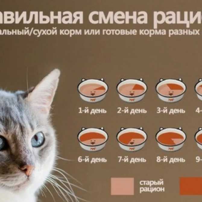 Корм для кошек и котов: виды, рейтинг производителей и правила выбора