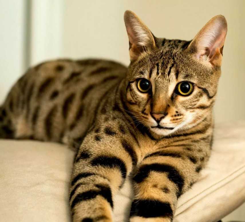 Классификация наиболее популярных пород кошек без хвоста: курильские бобтейлы, мэнксы, гибридные куцехвостые и бесхвостые коты