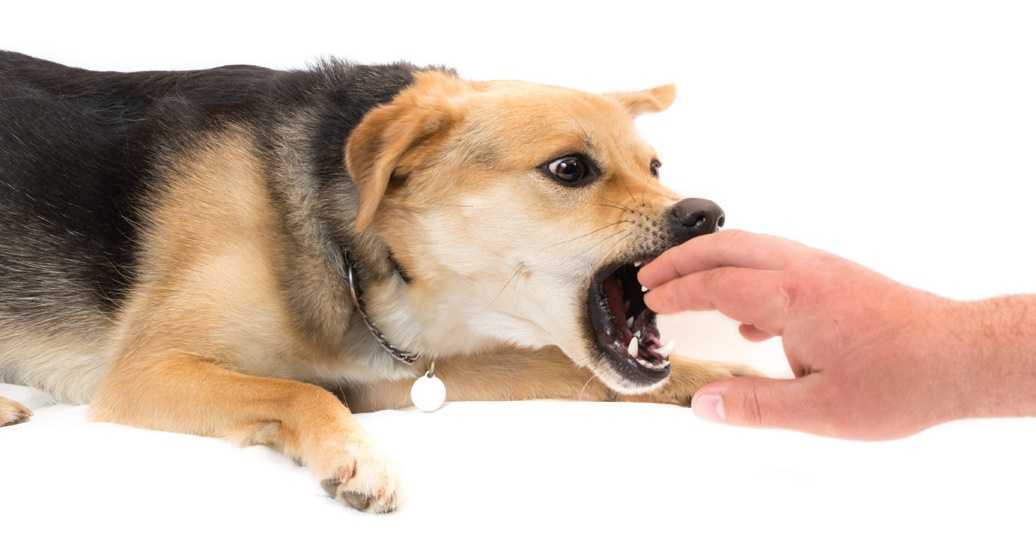 Как отучить щенка кусаться и хватать хозяев за руки и ноги?