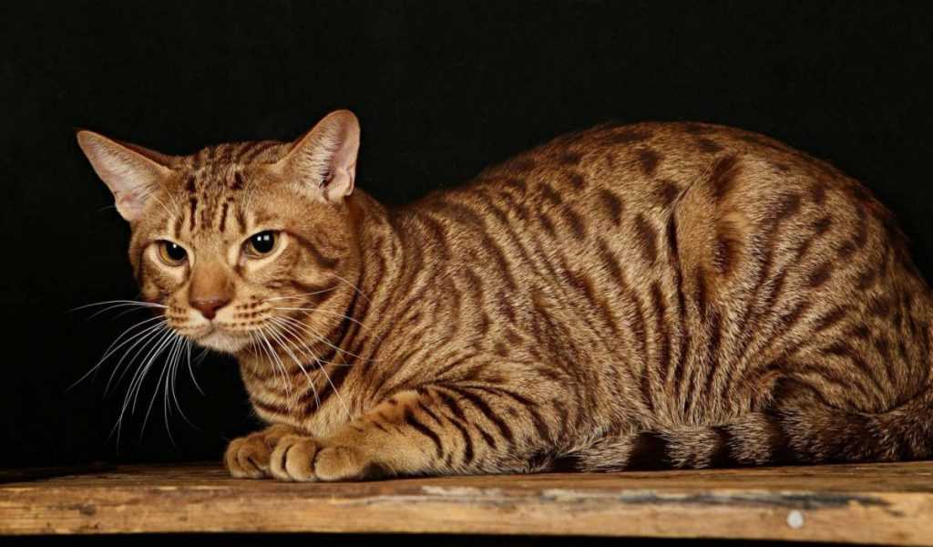 Оцикет: топ-100 фото, описание внешности и уход за породой кошек, заболевания, интересные факты