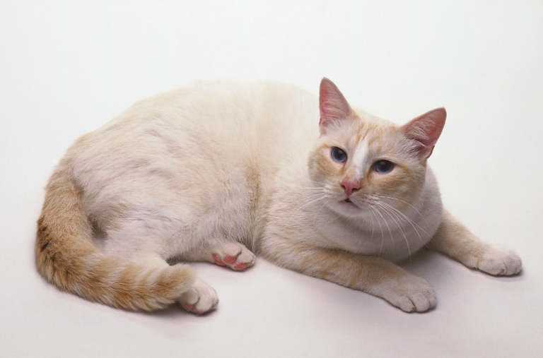 Анатолийская кошка (турецкая короткошерстная )