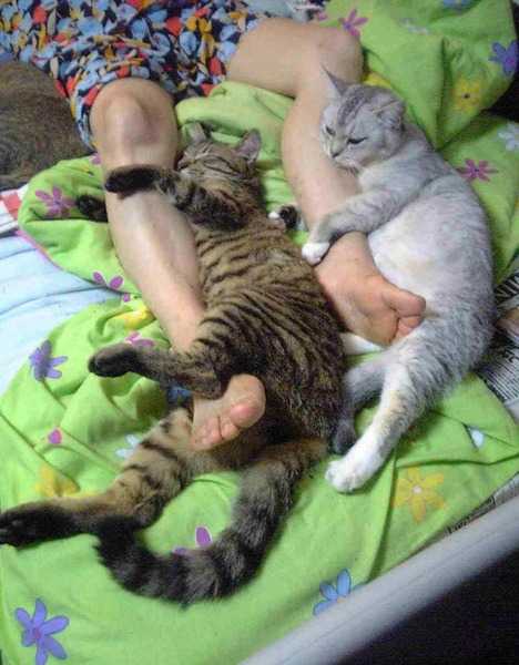 Почему кошка ложится спать в ноги человека?