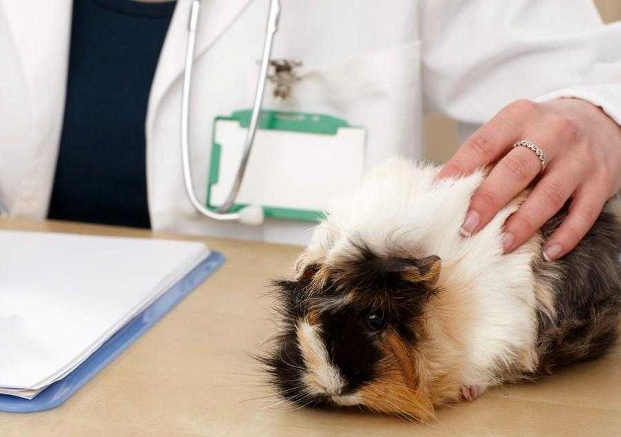 Кровавый понос и рвота у собаки - «айболит плюс» - сеть ветеринарных клиник