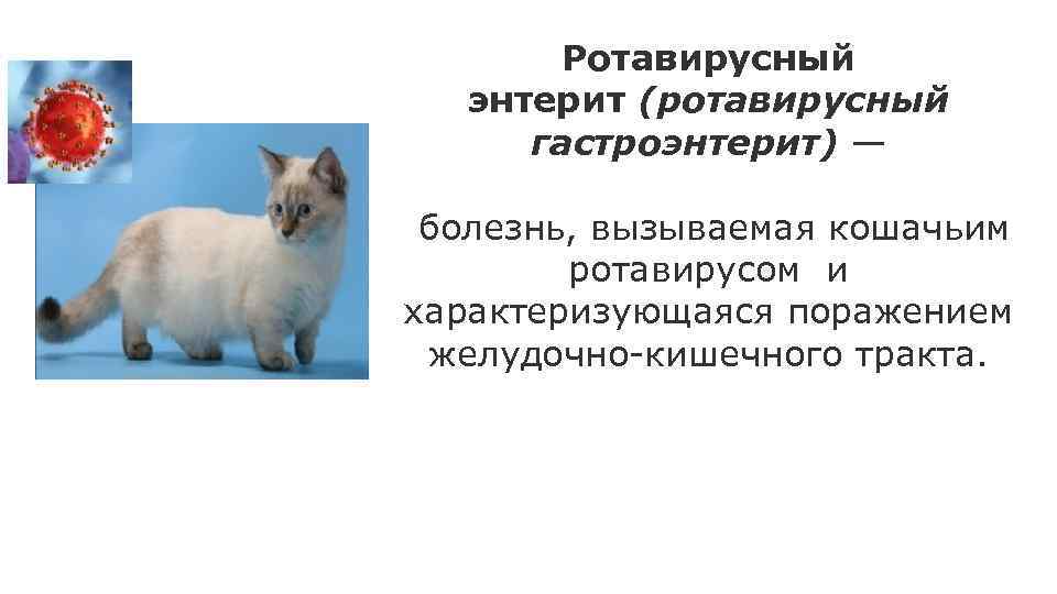 Коронавирус у кошек - о ветеринарном просто