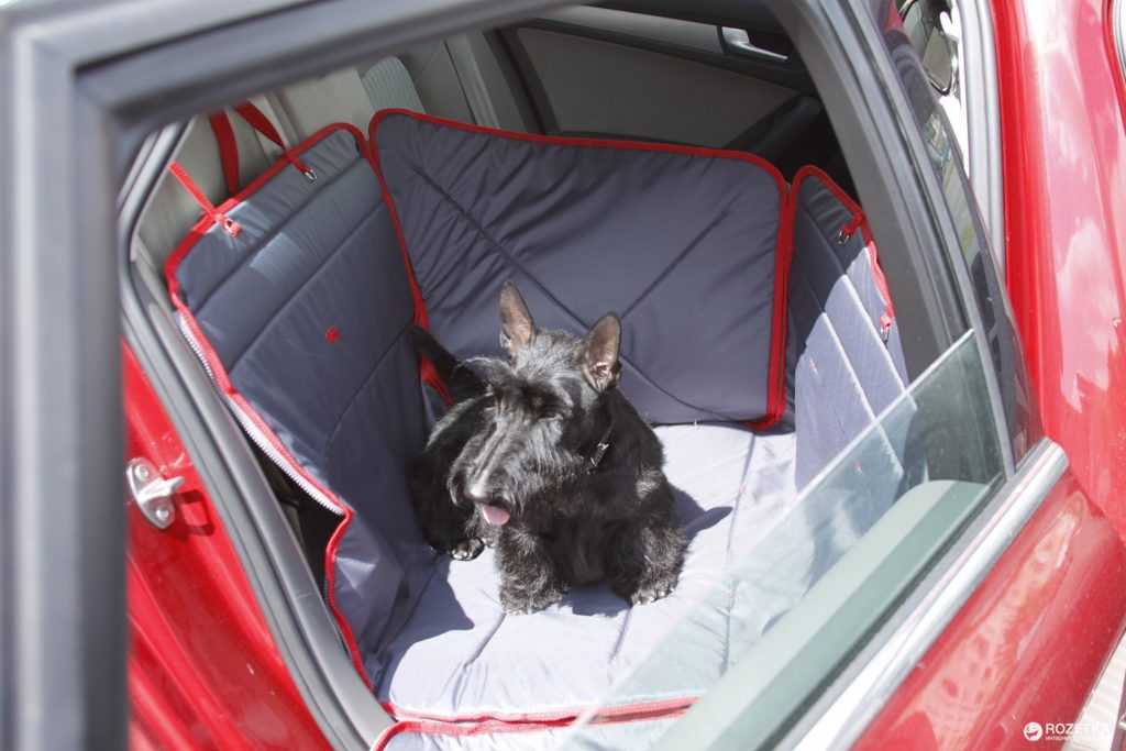 Как перевозить кошку в машине, как правильно перевозить собаку