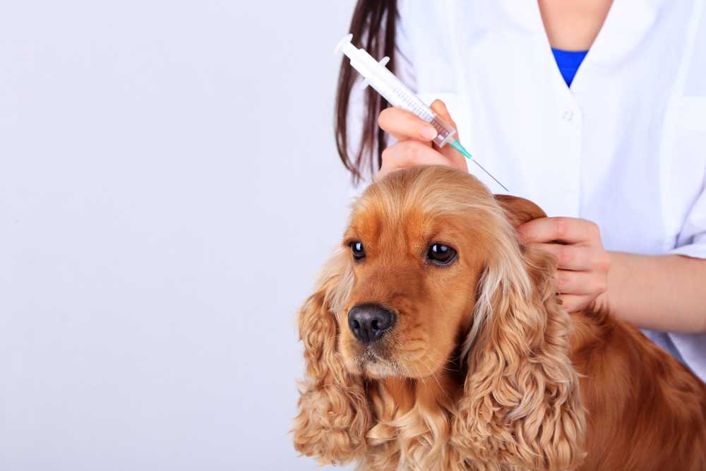 Обработка собак от эктопаразитов: что это такое и какие есть виды паразитов, как часто делают профилактику щенкам и взрослым, препараты для лечения