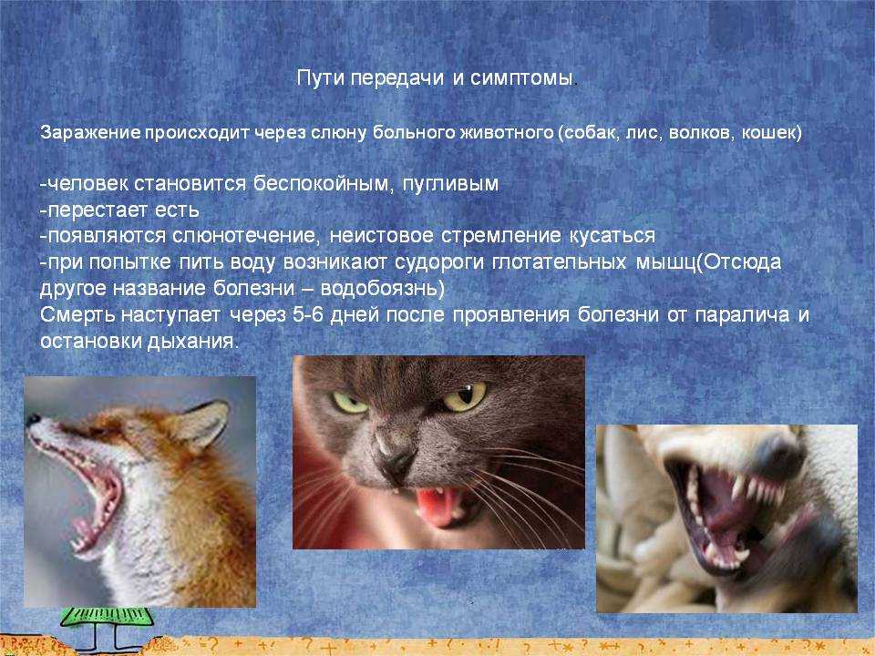 Бешенство у кошек - симптомы болезни и ее опасность для человека