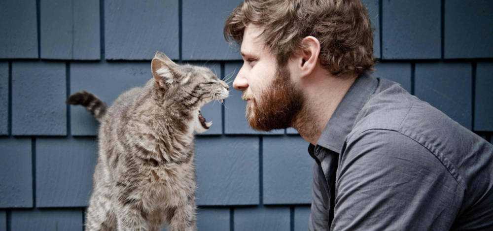 Наука и мистика: почему кошке нельзя смотреть в глаза