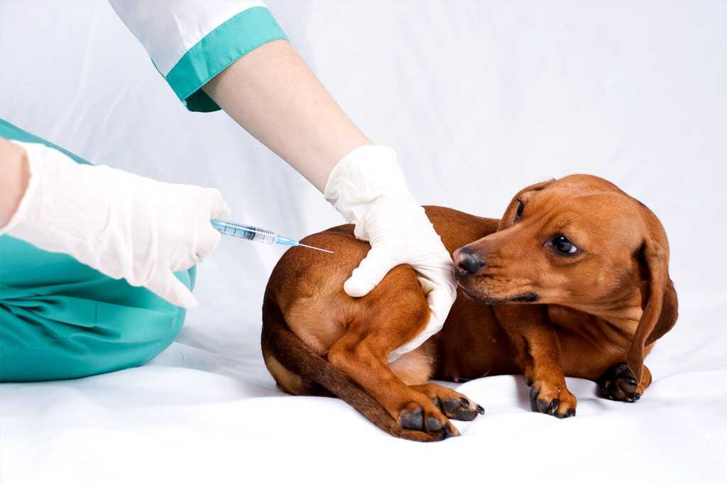 Правила подготовки животных к вакцинации.