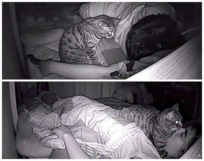 Что делать, если кошка не спит ночью