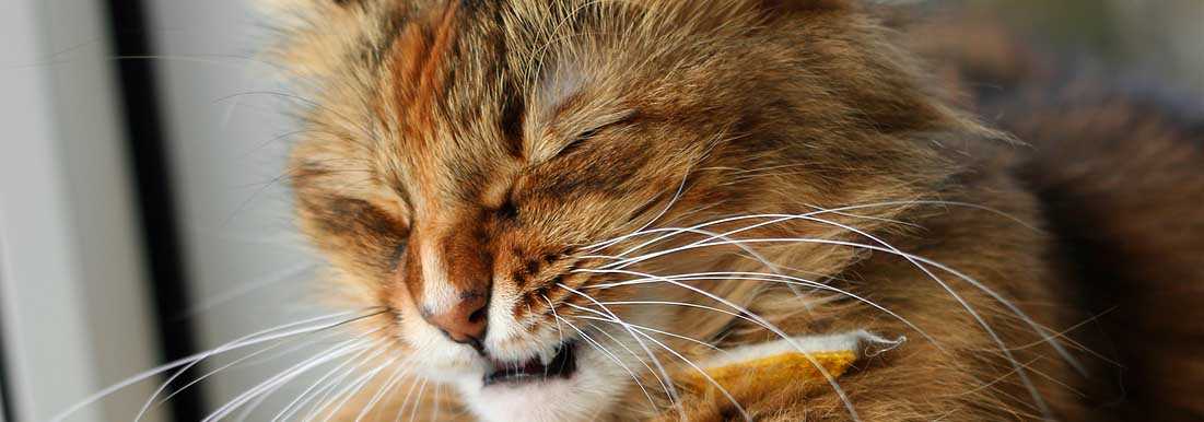 Почему кошка чихает - причины, лечение