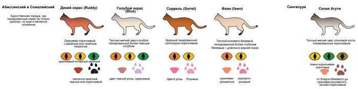 Абиссинская кошка: 90 фото породистых котят и взрослых кошек
