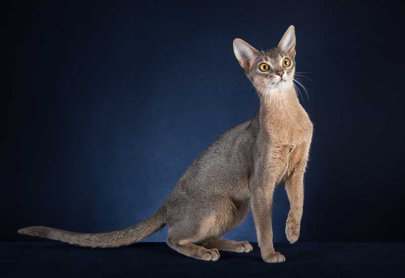 Абиссинская кошка: 90 фото породистых котят и взрослых кошек