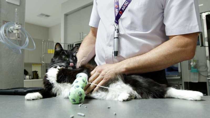 Укус змеи у кошки: клиническая картина и первая помощь