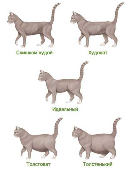 Как определить возраст кошки по внешним признакам?