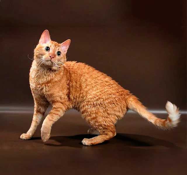 Кошка уральский рекс — фото, описание и характер породы