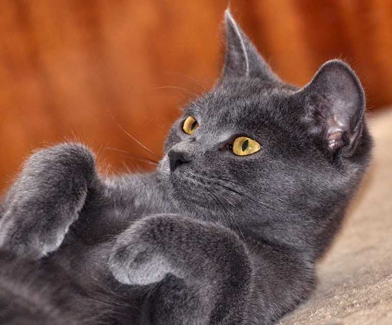 Порода домашней кошки корат: описание, цена, фото, характер, уход