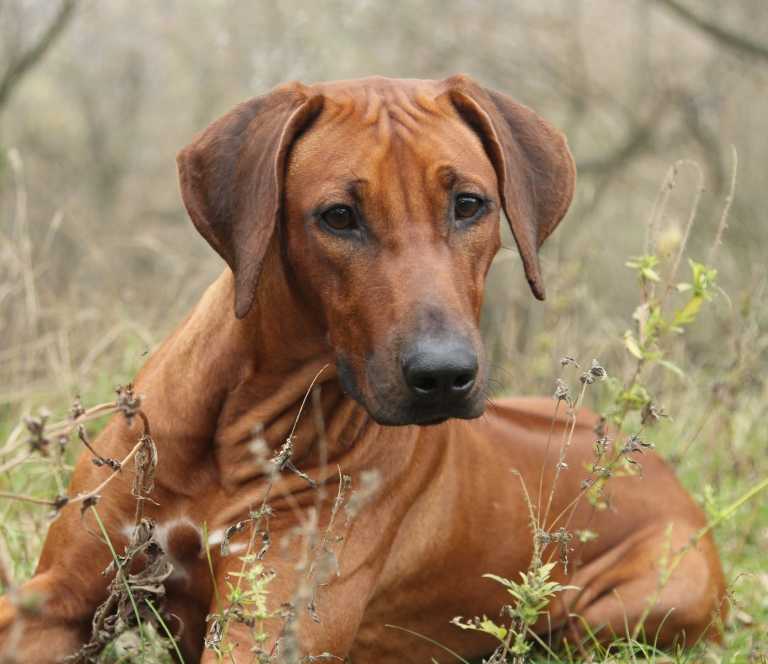 Родезийский риджбек фото, описание породы, цена щенков, отзывы