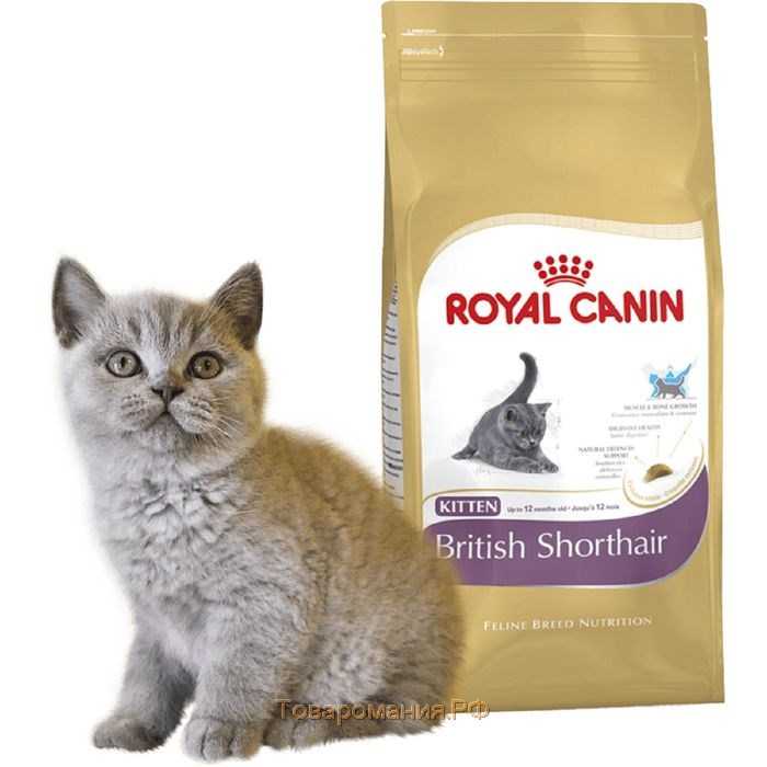 Как и чем кормить британского котенка, кошку, кота: все о питании британцев. британские котята, коты, кошки: уход, кормление, питание. когда начинать прикорм котят британцев. как правильно кормить бри