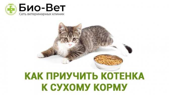 Почему кошка не ест сухой корм и что делать хозяину?