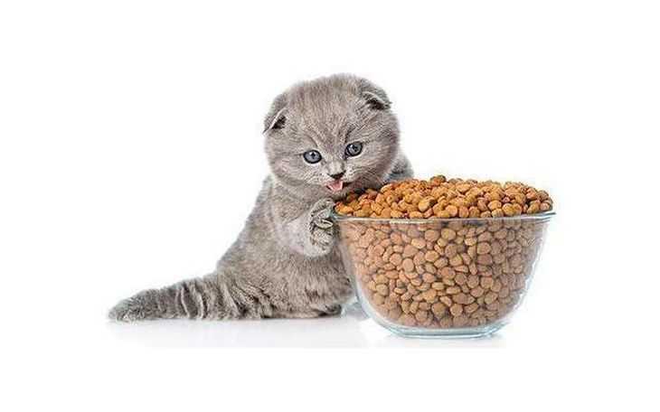 Чем кормить британских котят? варианты питания британца в 1-5 месяцев в домашних условиях. едят ли маленькие котята обычную еду?