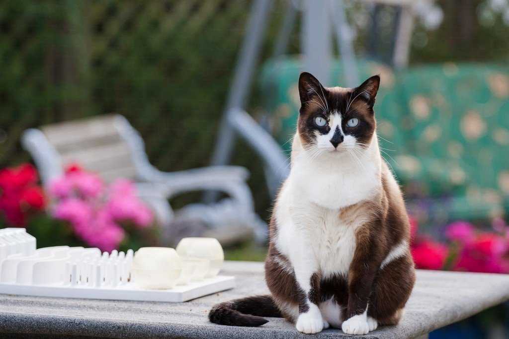 Кошка сноу-шу: фото, описание породы, характер и цена