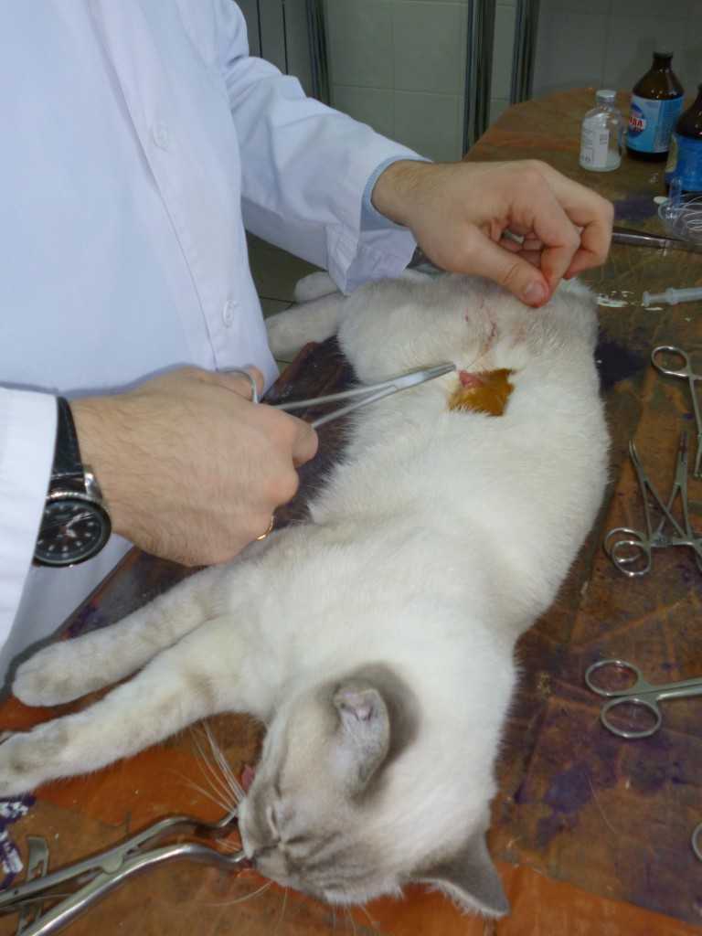 Памятка перед кастрацией и стерилизацией кота/кошки