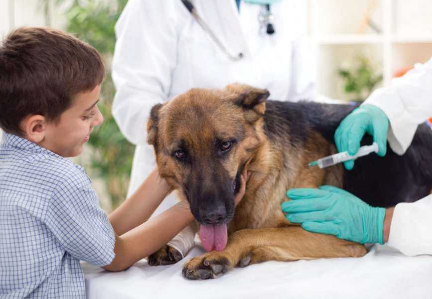 Профилактика пироплазмоза у собак