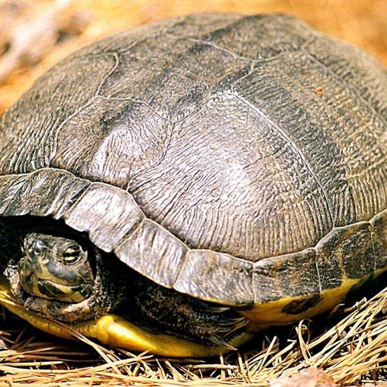 Красноухая черепаха в домашних условиях: содержание и уход