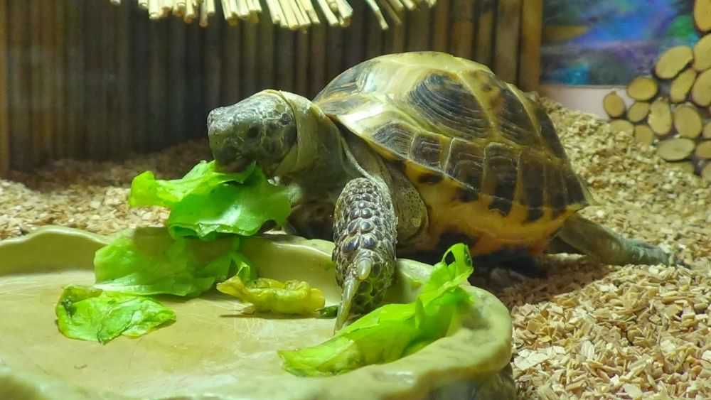 Содержание красноухих черепах в домашних условиях