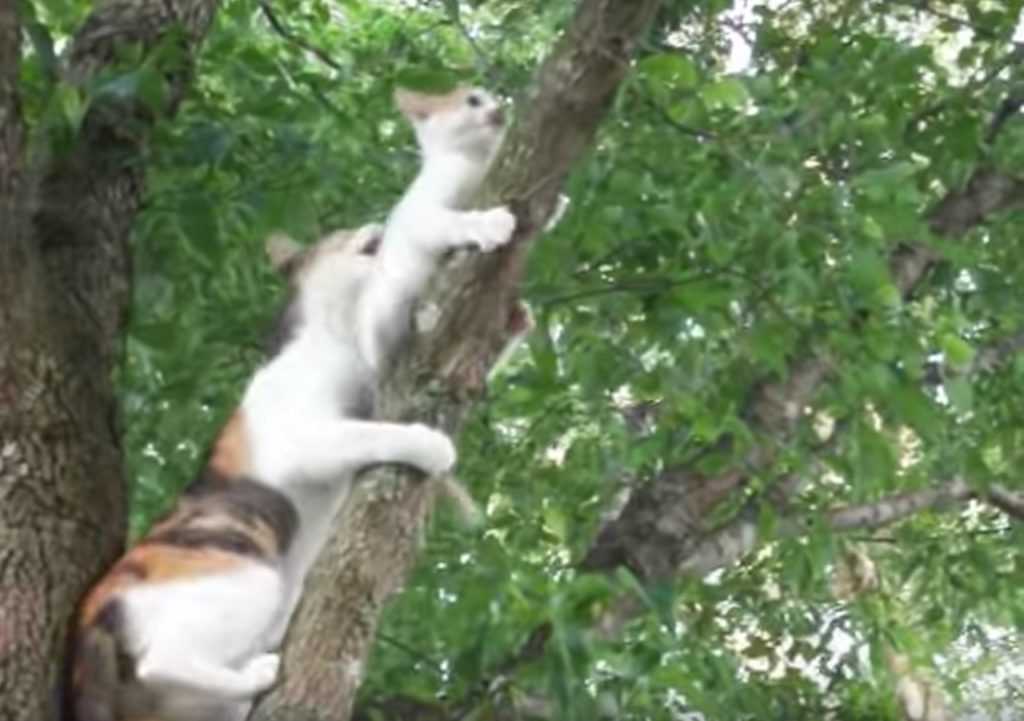Как снять кошку с дерева: 3 рабочих способа без помощи мчс
