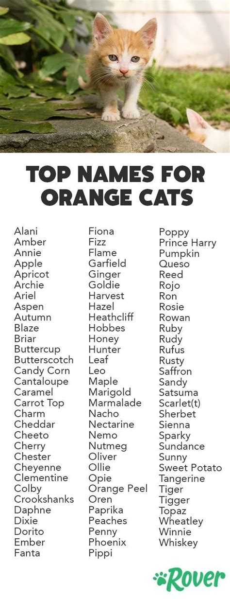 Имена для кошек