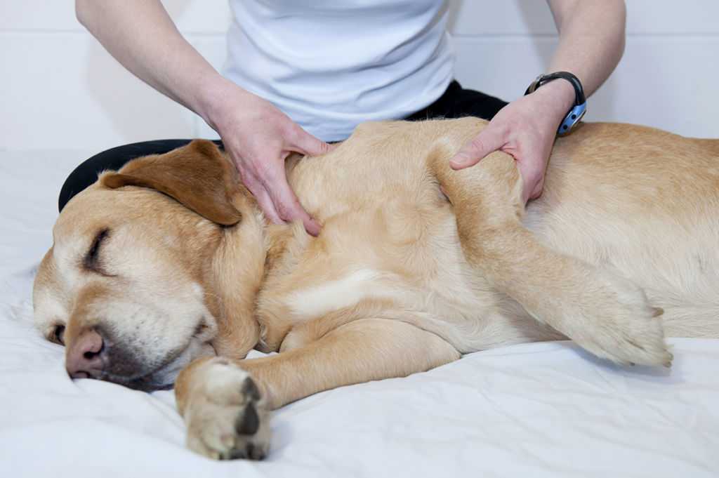 Артриты. диагностика и лечение гнойных артритов у собак