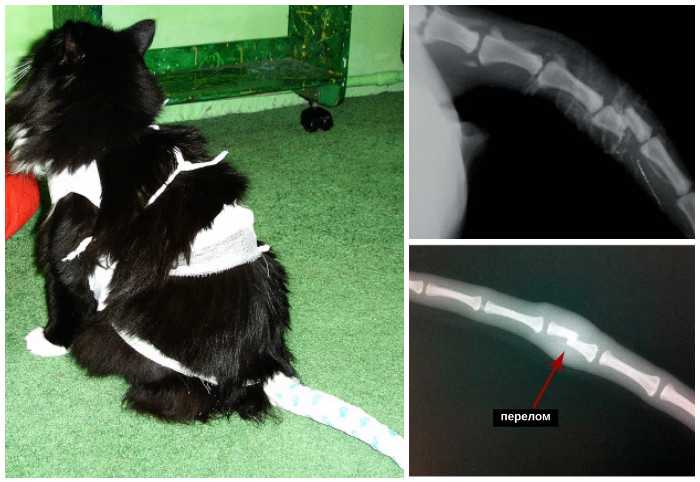 Парезы и параличи у кошек - симптомы и лечение