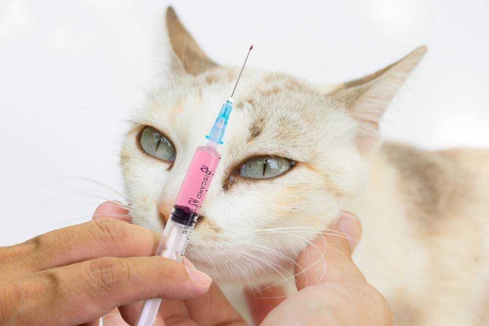 Гемобартенелез у кошек